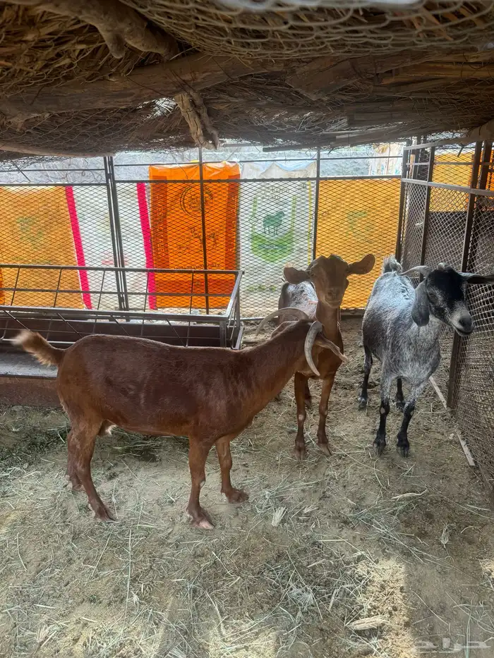 11ماعز 7عليها 8واربع وحده حليب وثلاث دفيع 1