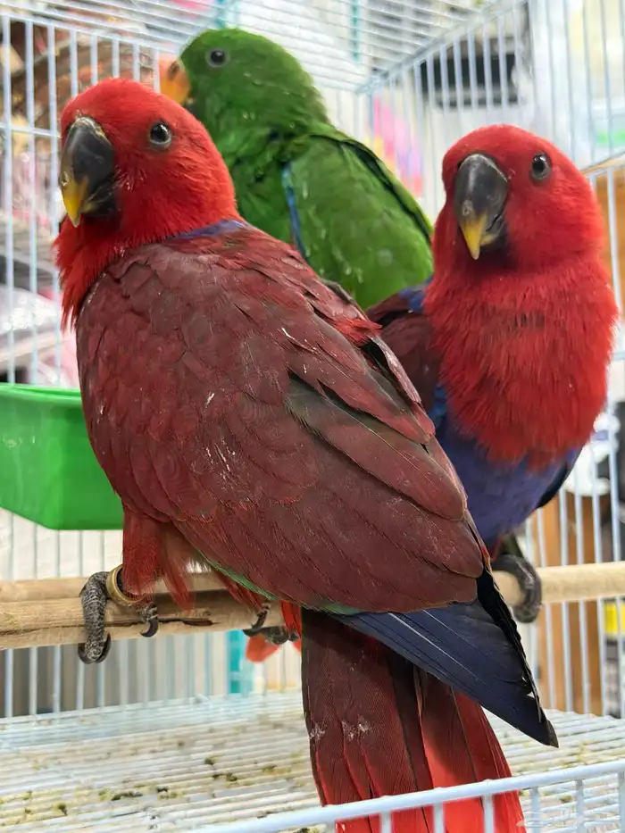 فروخ اكلكتوس 0