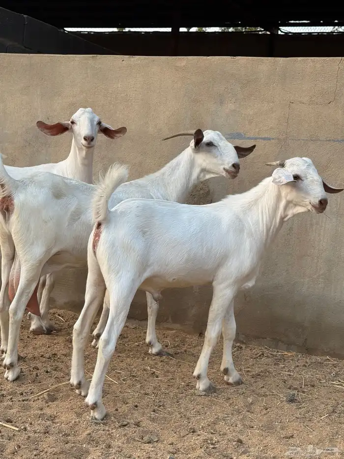 عنز برص فواخر جروم 18