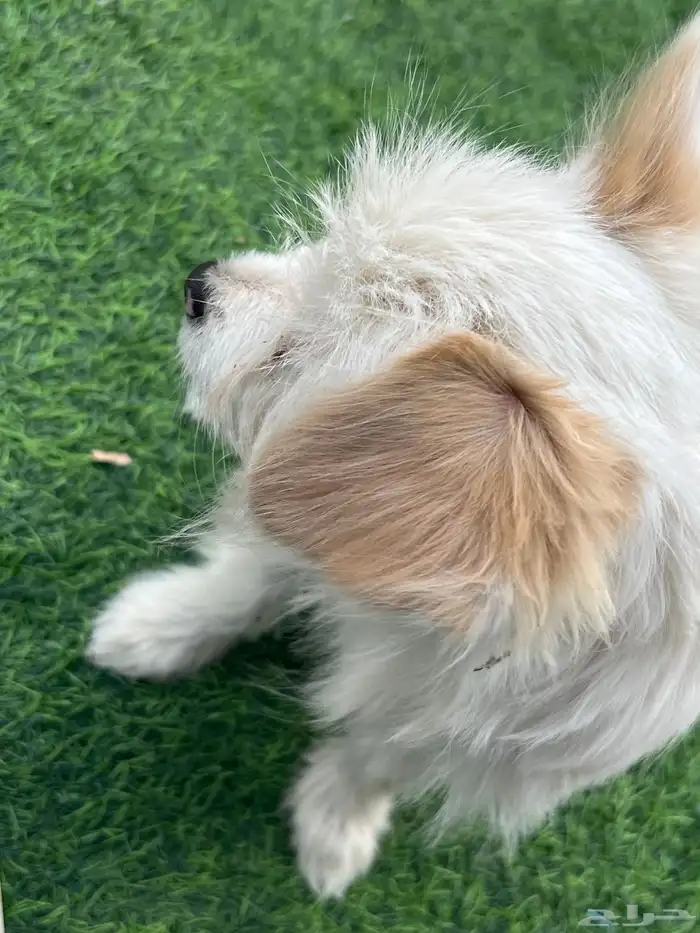 للبيع كلب مالتينز 1