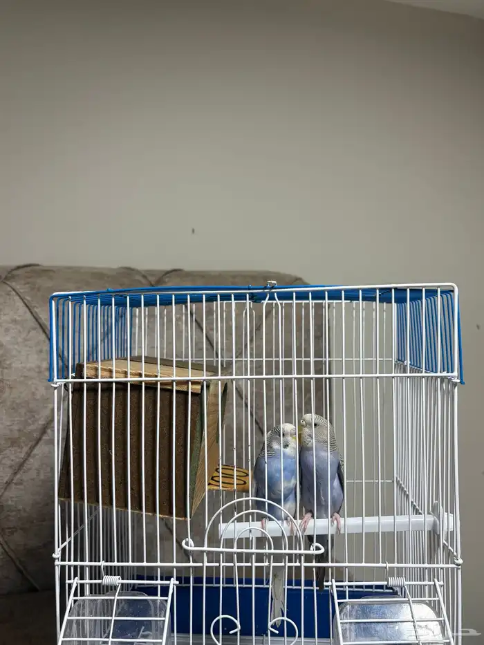 ببغاء بادجي زوج. 3