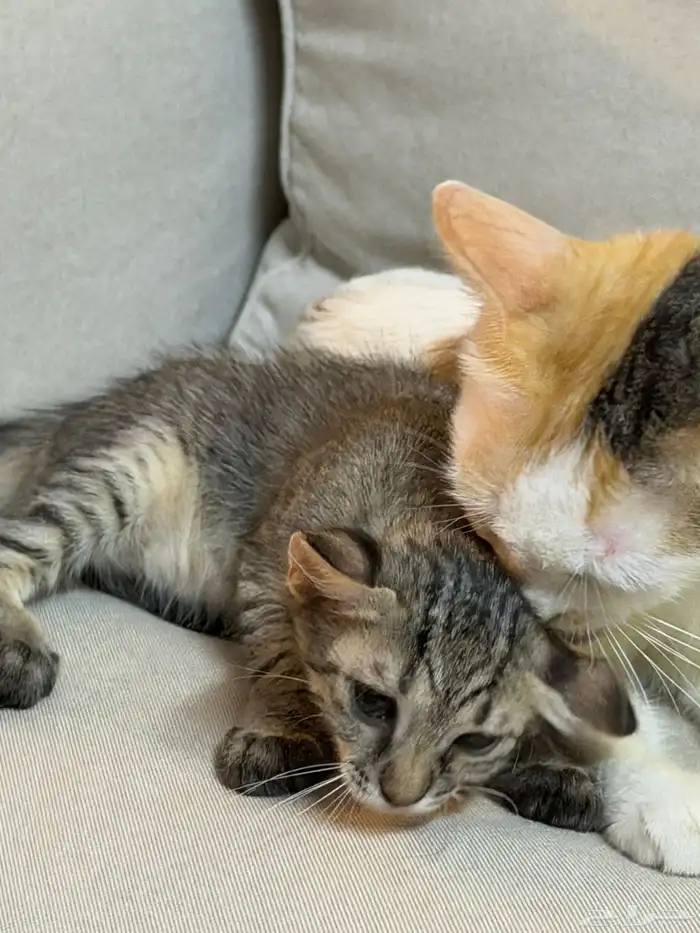 قطط للتبني بلدي لعوبيين 5