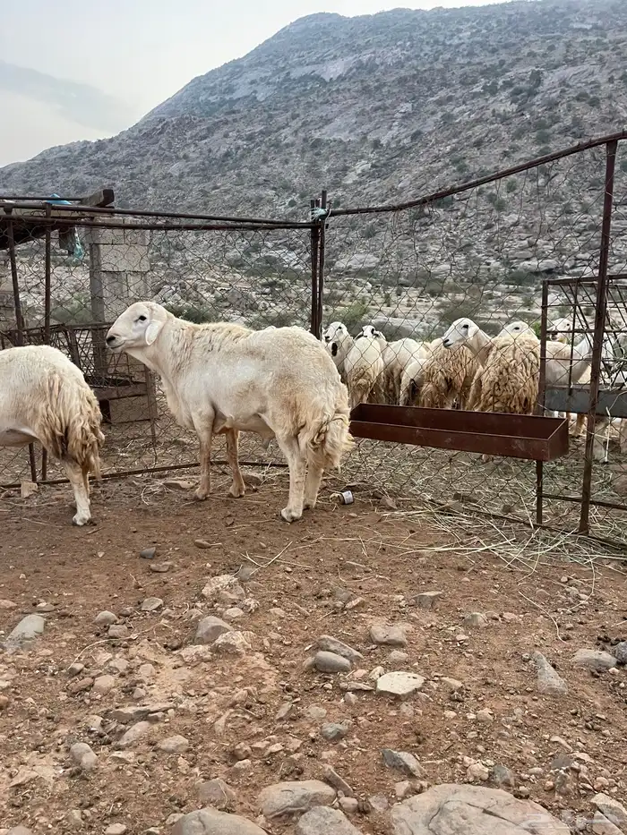 فحل حري فاخر 3