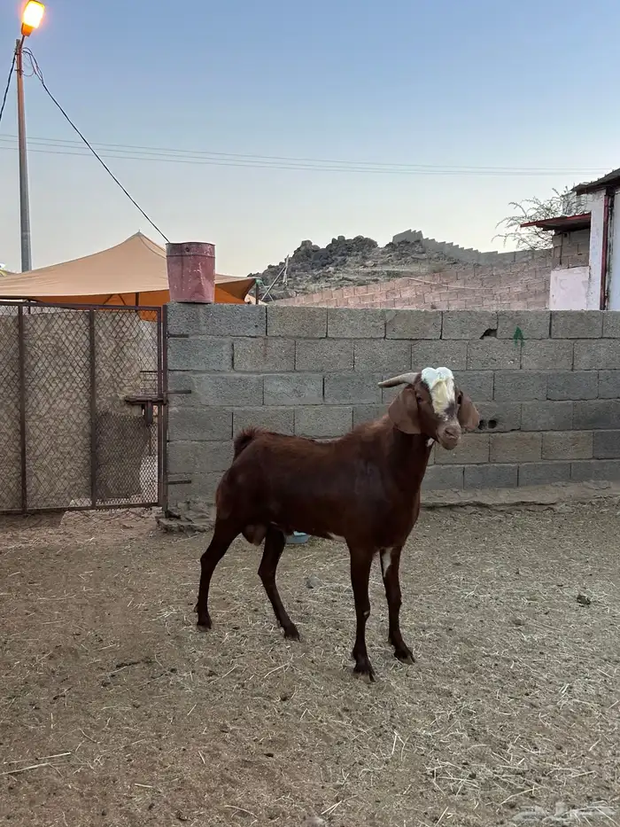 للبيع تيس فحل 1