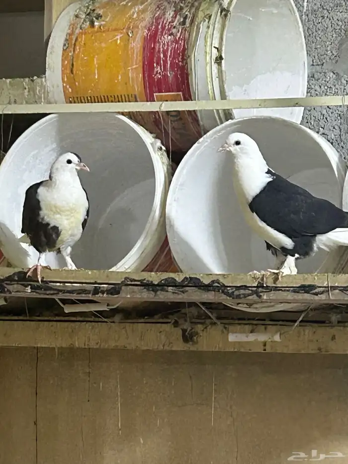 محمية طيور للبيع حمام كروان منتج 6