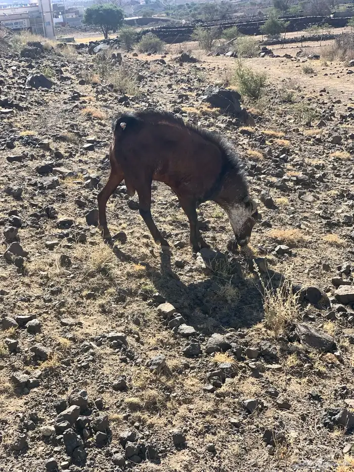 تيس فحل فحص احص ادهم 0