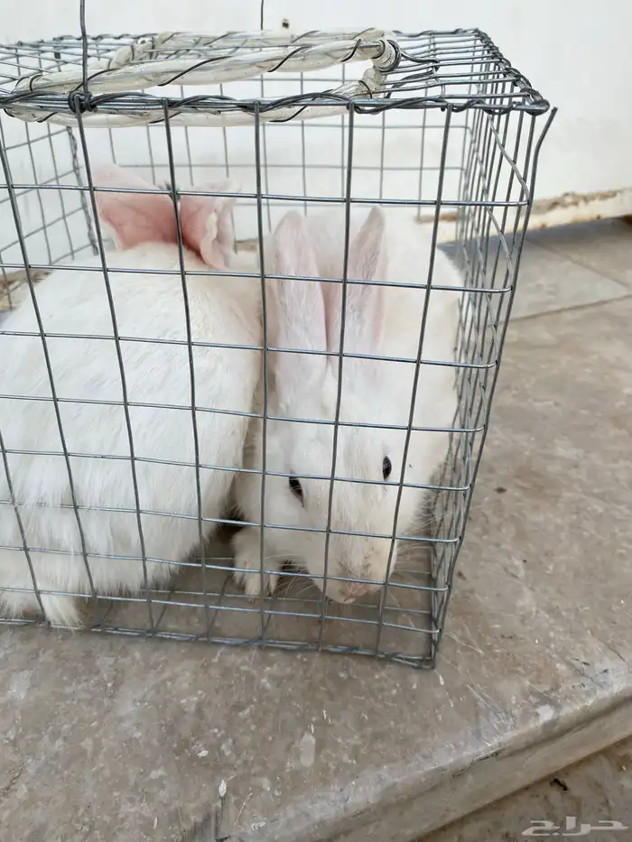 أرانب للبيع ذكر وأنثى 2