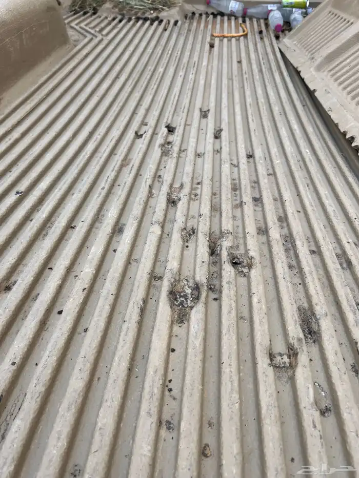 فيبر شاص اصلي 0