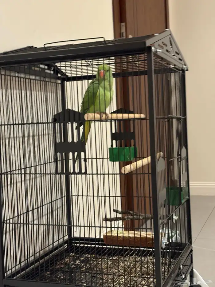 للبيع دره هنديه متكلمه (لون نادر) 23