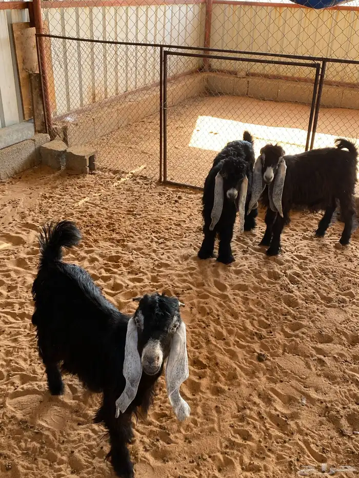 للبيع تيوس بلدي العدد 3 منهن واحد عارضي 0