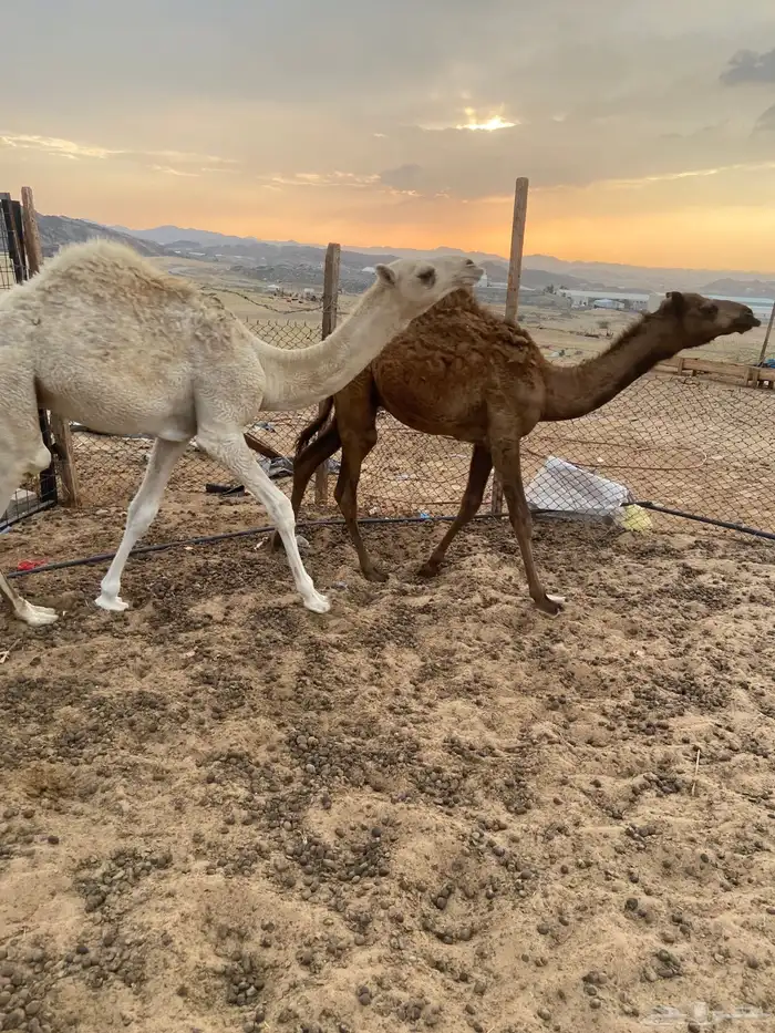 قعدان للبيع 0