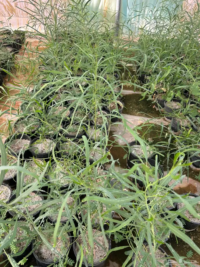 شتلات طلح ملحي للبيع 2