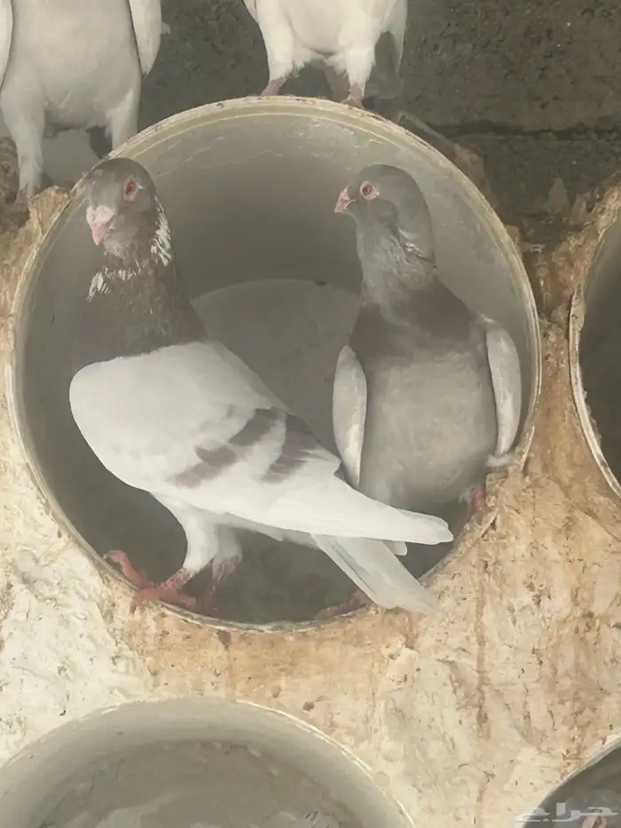 بيع حمام شامي 4