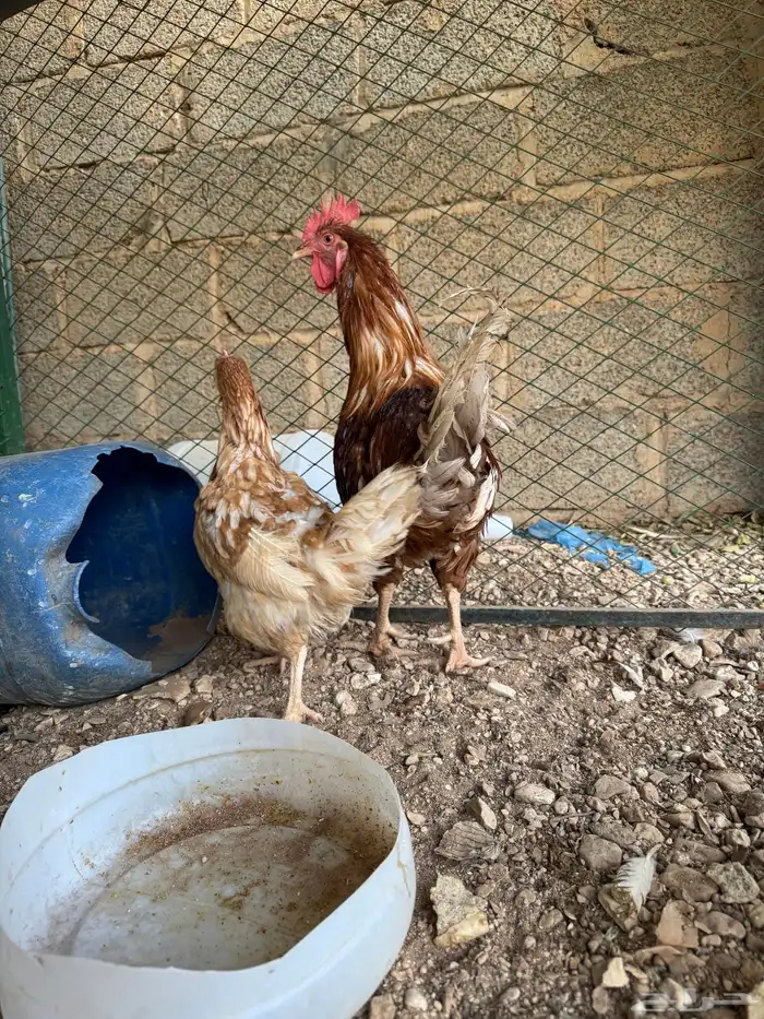 دجاج لوهمان 1