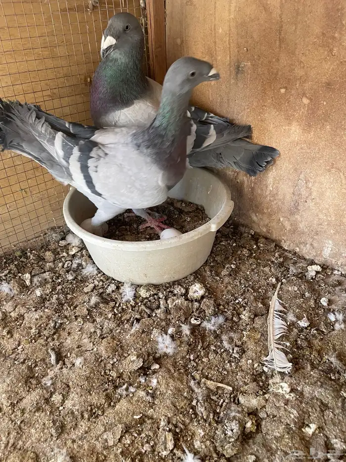 للبيع بط حمام 0