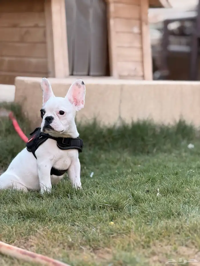 كلاب فرنش بولدوق 2