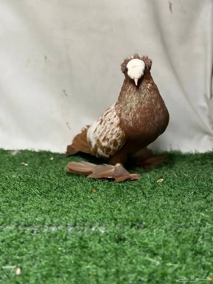 جوز حمام ساكسون 0