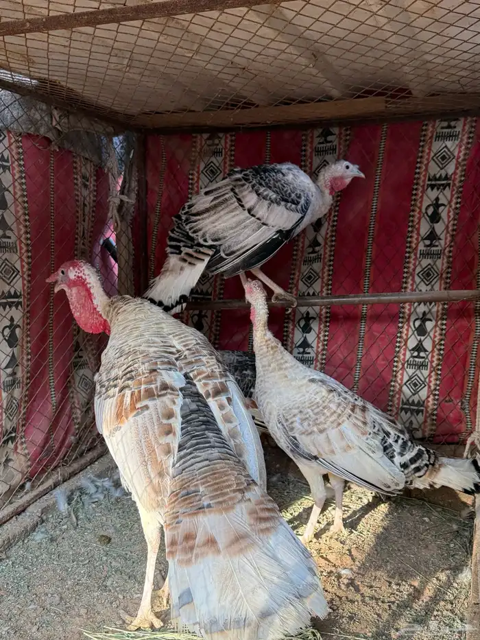 طقم دجاج رومي 2