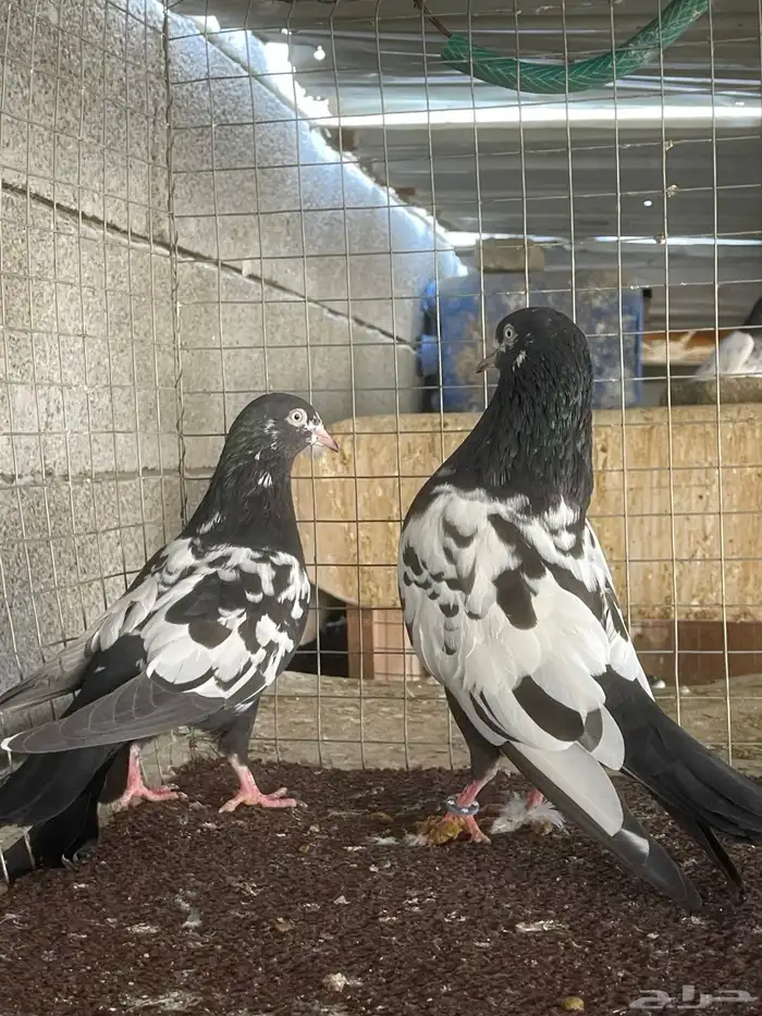 حمام باكستاني 0