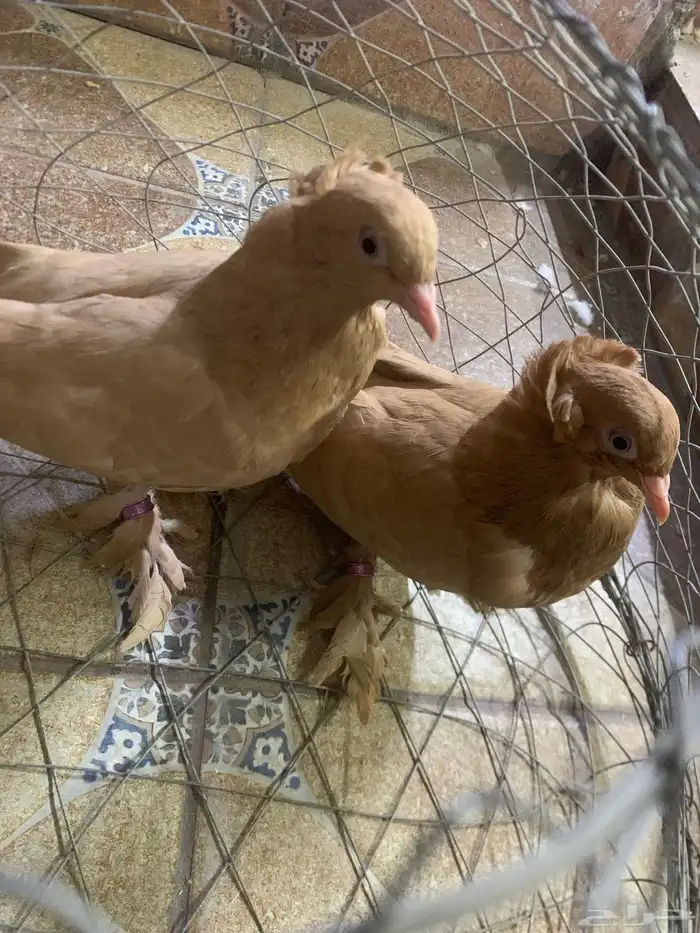 جوز حمام عراقي 3