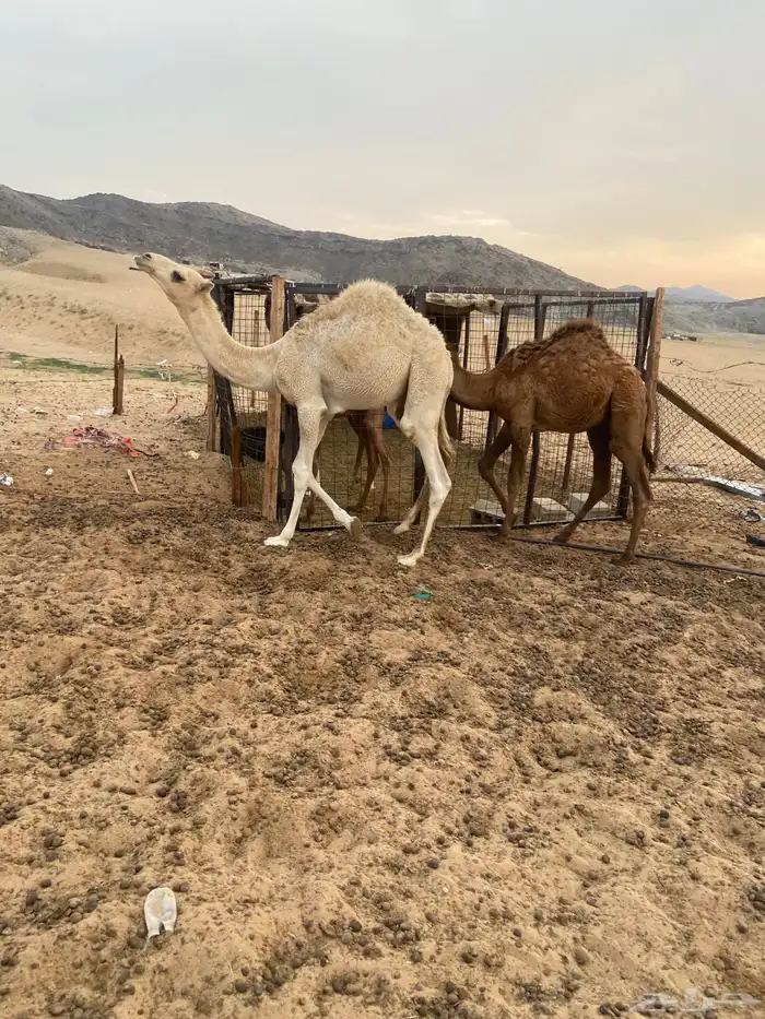 قعدان للبيع 1