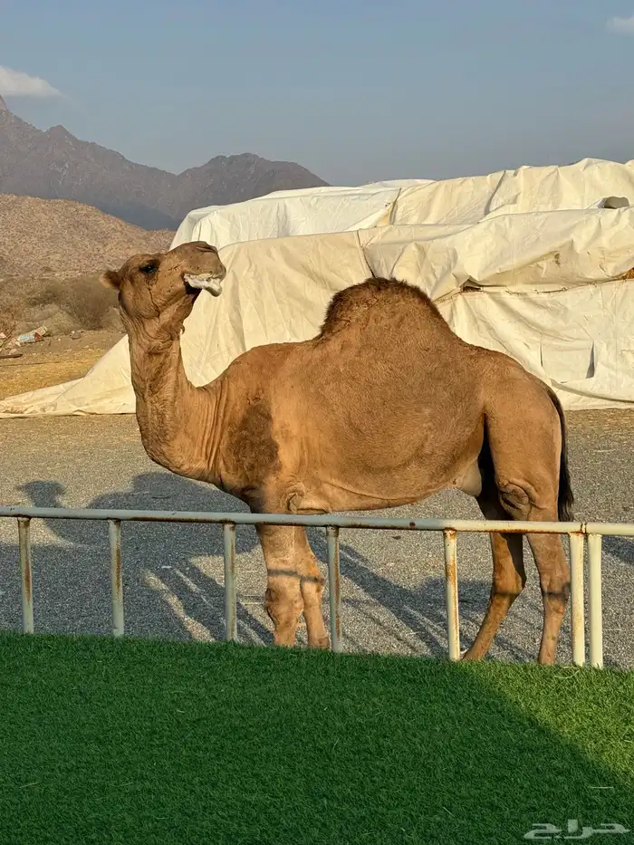 بعير احمر بقمار انتاجه حمر شرط 3