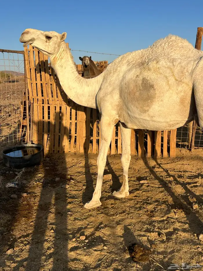 لقحه وضحاء ب 5200 يبلاش 1