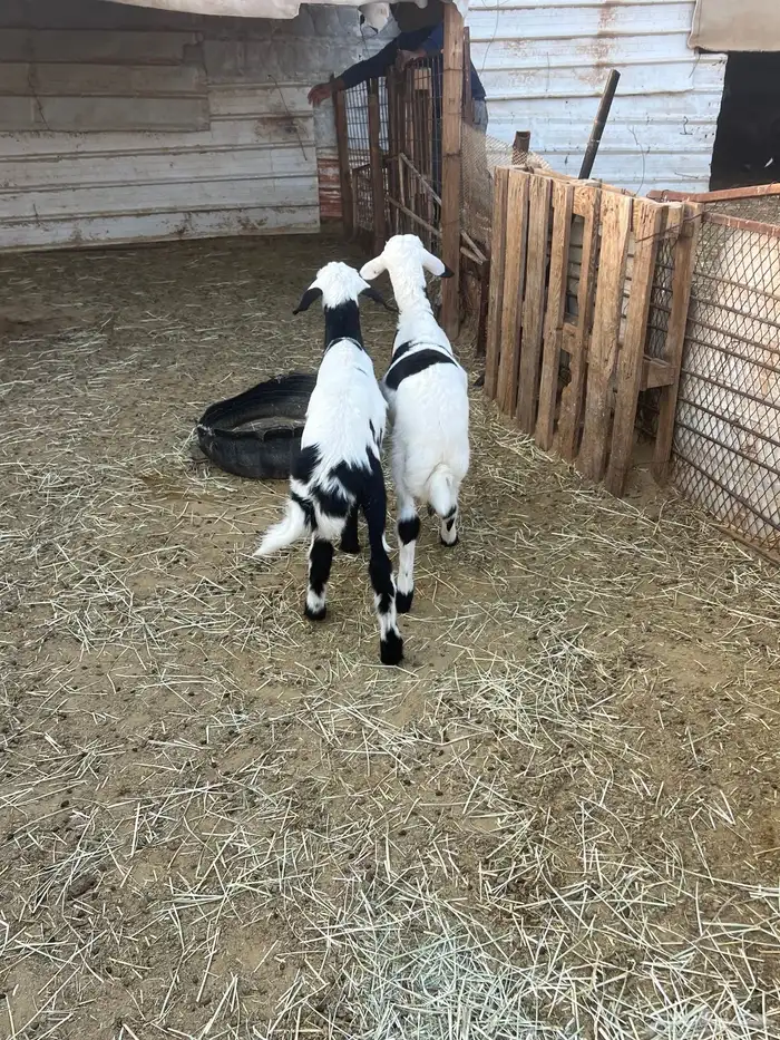 للبيع خروفان 2 تحت امهاتهم 1