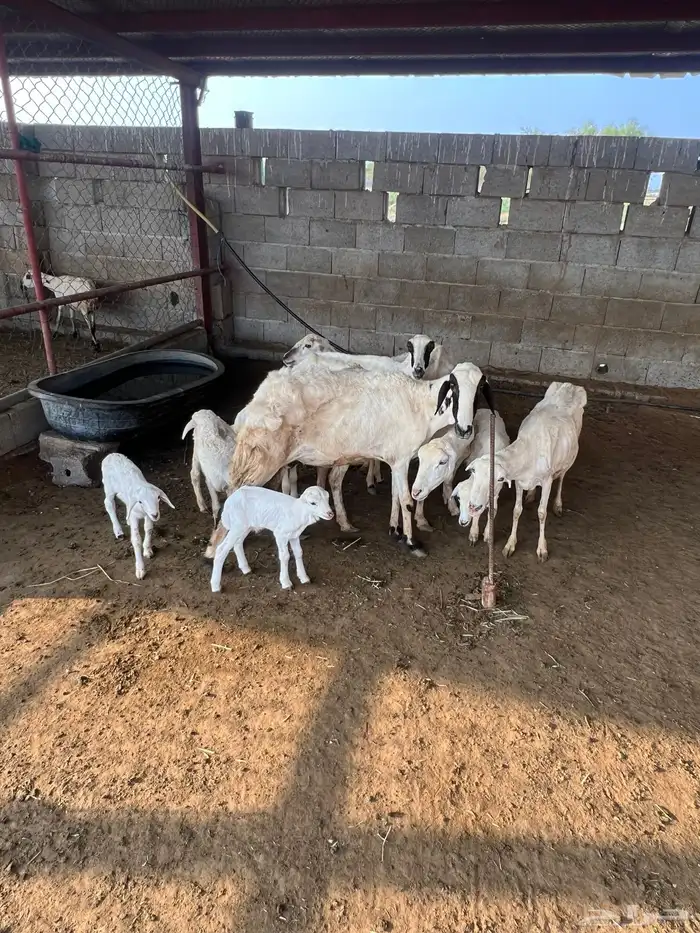 ضأن رفديات تم البيع 1