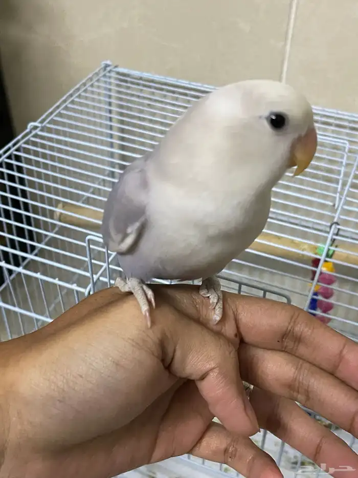 فرخ روز (تم البيع) 2