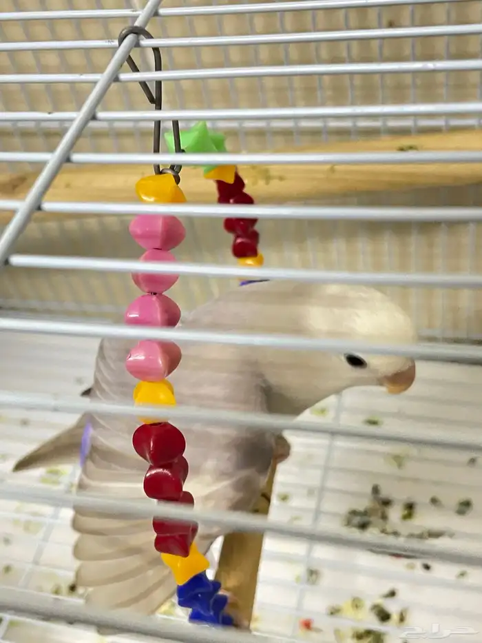 فرخ روز (تم البيع) 1