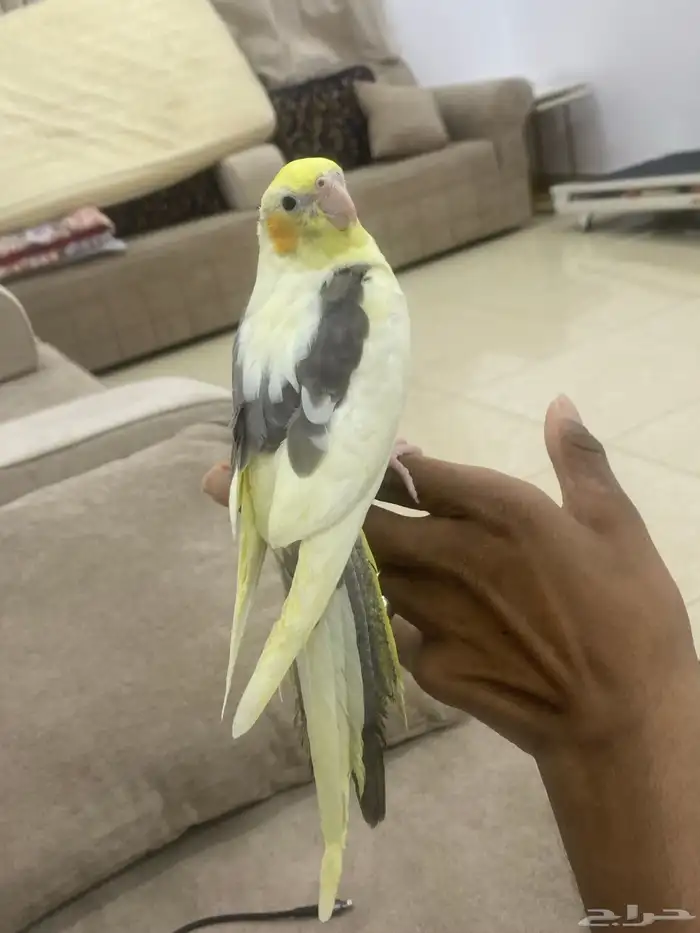 للبيع كروان اليف وهدد حمامه مايعرف العض 3