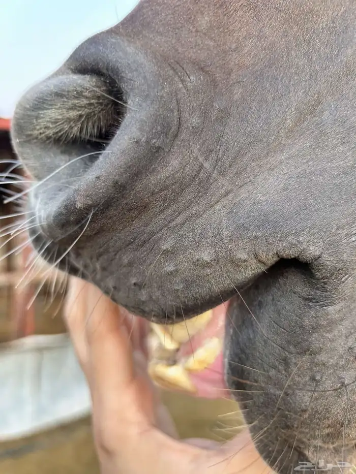 حصان شيخ جاهز ل الشتويه 2