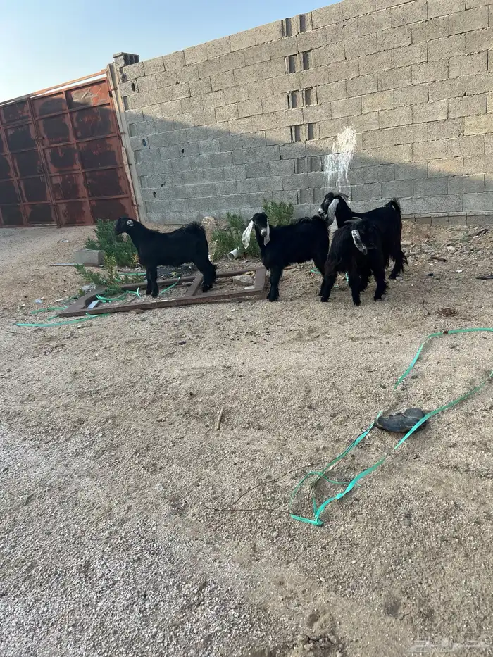 تيوس عوارض فل شحم ولحم 3