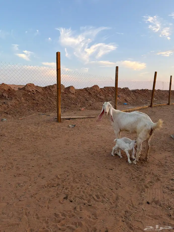عنز برصا خصم متبع بجفرتين السن تامه شبب الموقع جنوب الرياض 0