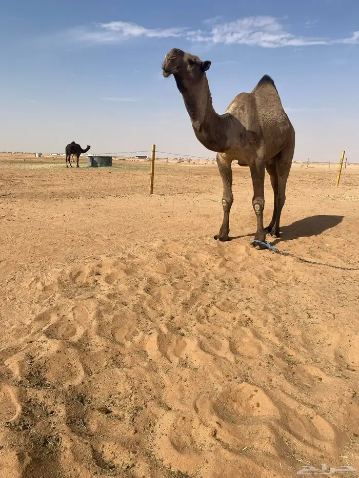 قعودكفوا سنه توه ثني علي جميع الشروط 5