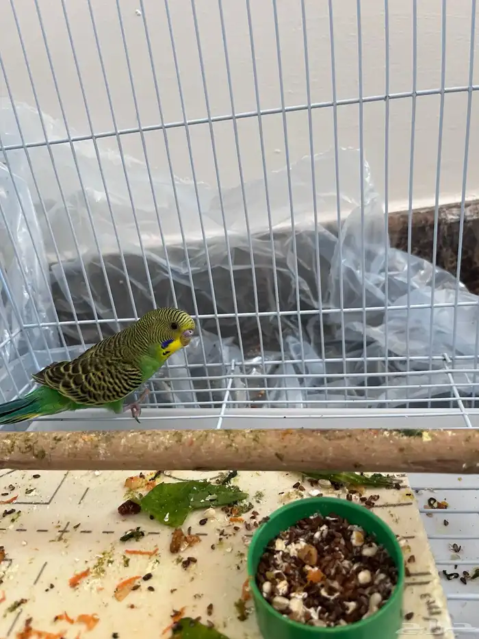 عصافير بدجي ذكر واتنين إناث 4