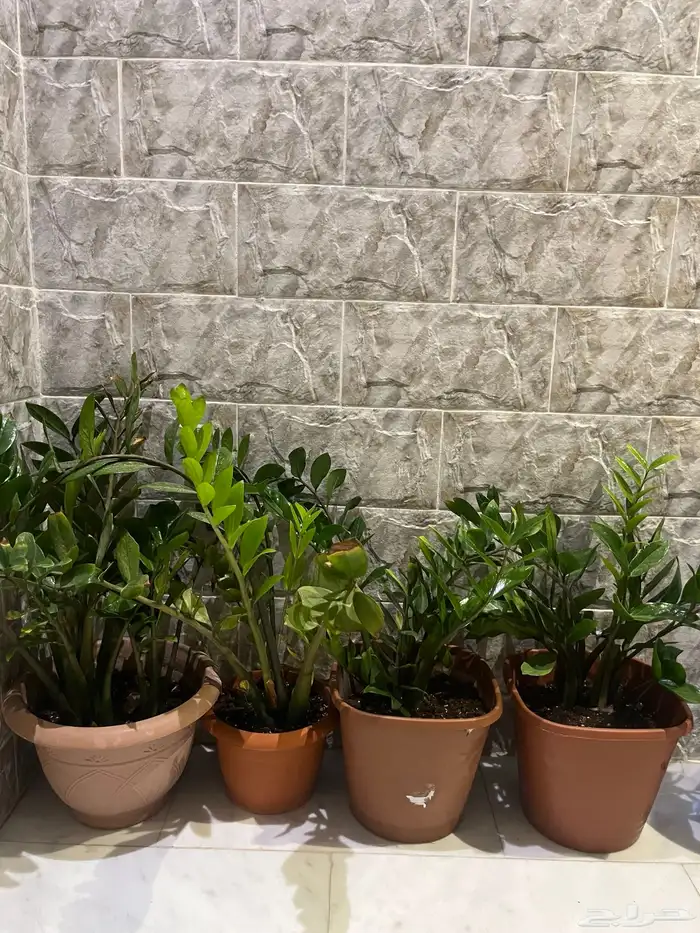 نبات داخلي للبيع واسعار الزاميا منافسة 6