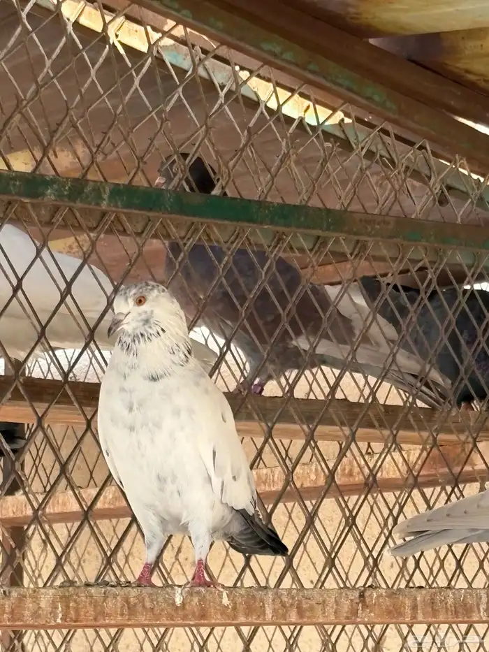 حمام عادي للعس 11