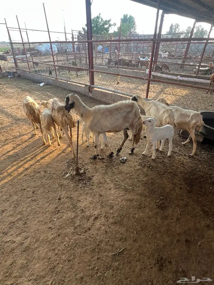 ضأن رفديات تم البيع 6