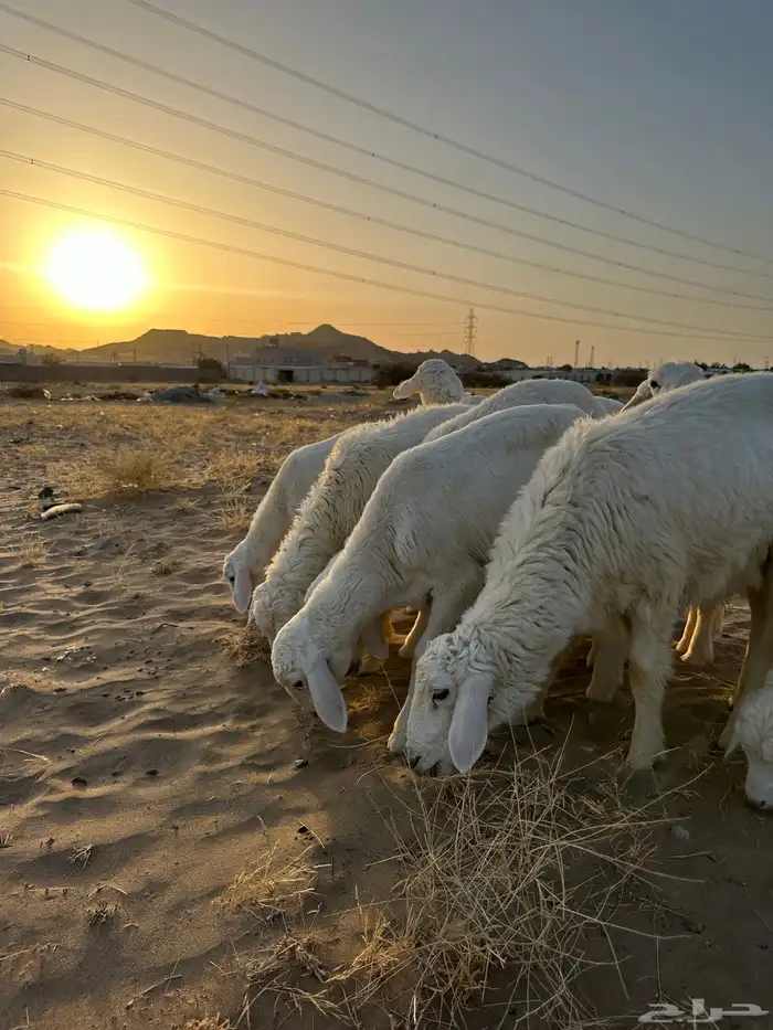 ذبايح حري وسواكني 3