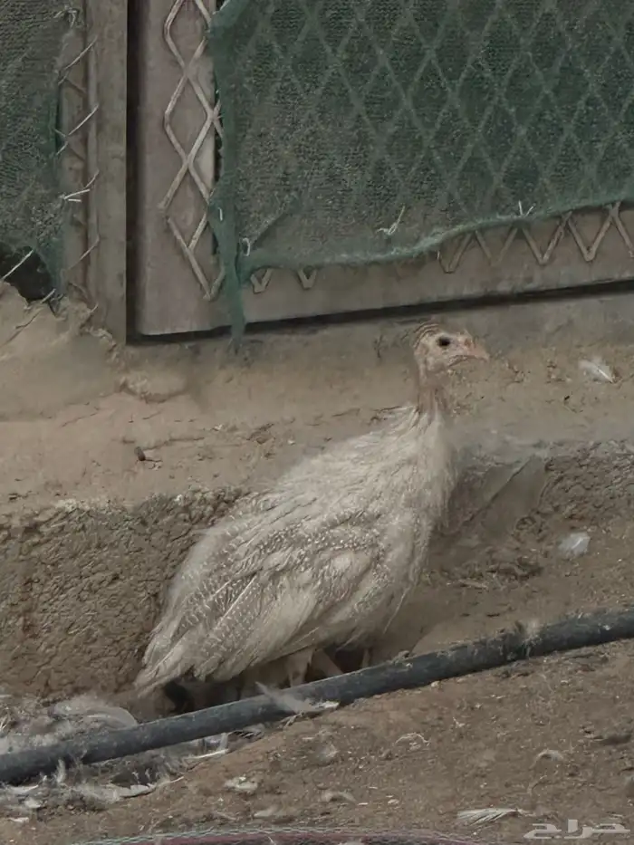 دجاج حبش اربع شهور الوان 1