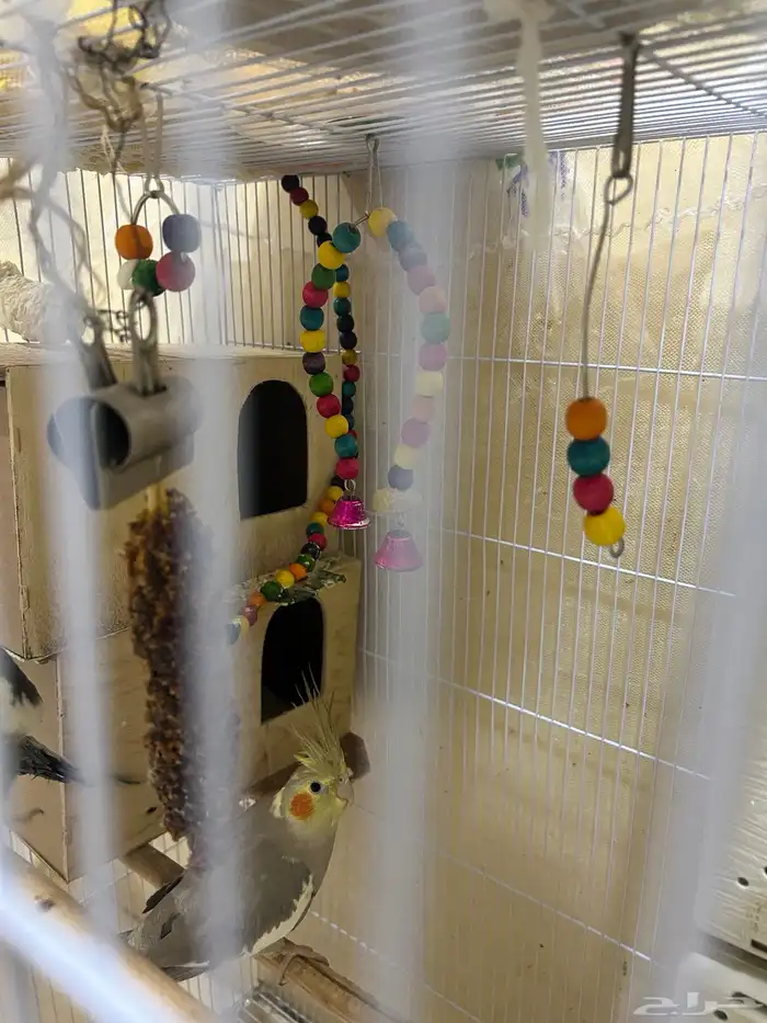 محمية طيور للبيع حمام كروان منتج 11