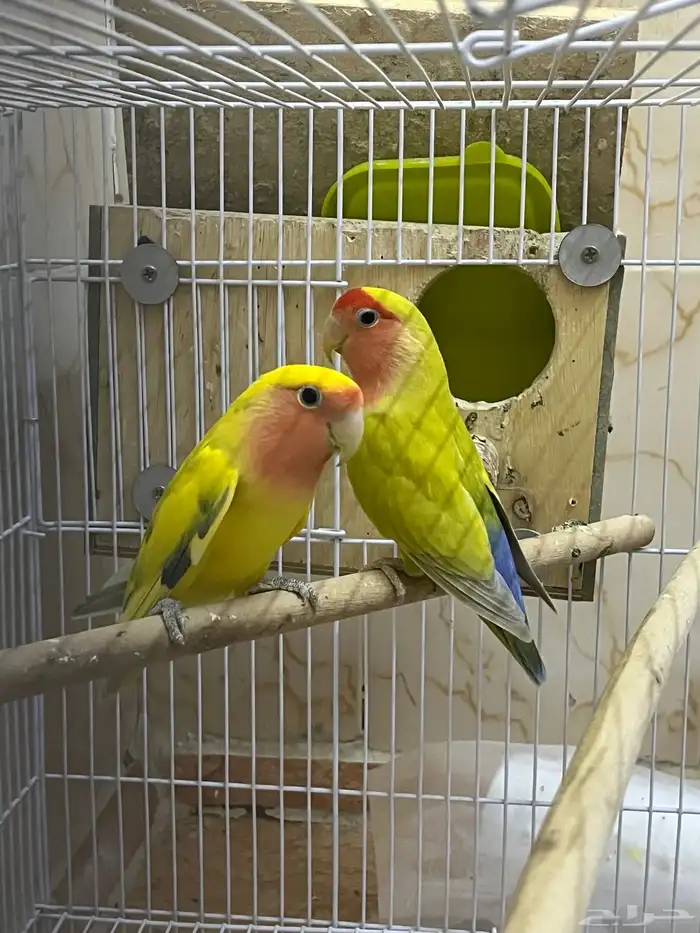 جوز روز منتج لون مميز 0