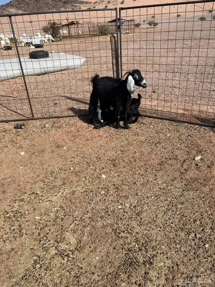 معزا متاومه 3 معها 6 روم وديوس سلم سديس قارح شبب الحناكيه 2