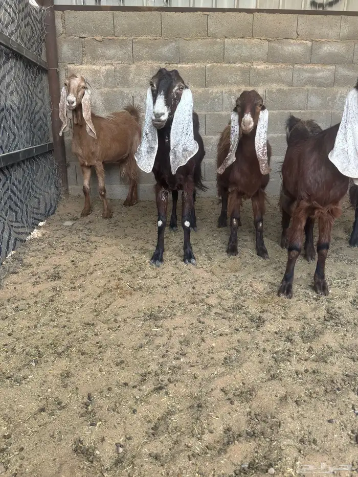 معزا منوه القاني كفوو 1