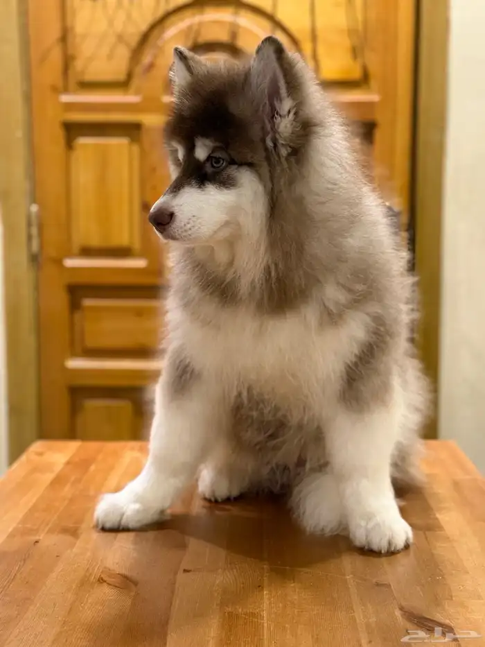 جرو مالموت الاسكا 0