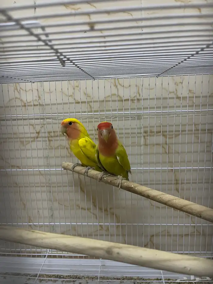 جوز روز منتج لون مميز 2