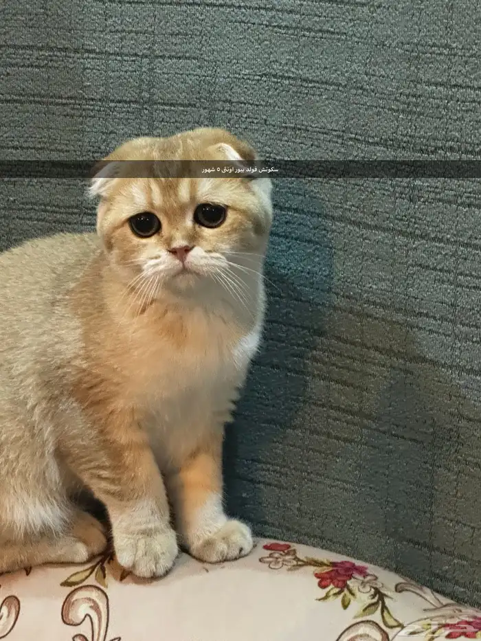 سكوتش فلود البيعه سريعة والقطاوة صحتها ممتازه ولعوبه 8