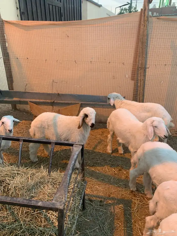 الربعه شهور العدد خمسطعش خرفان 2